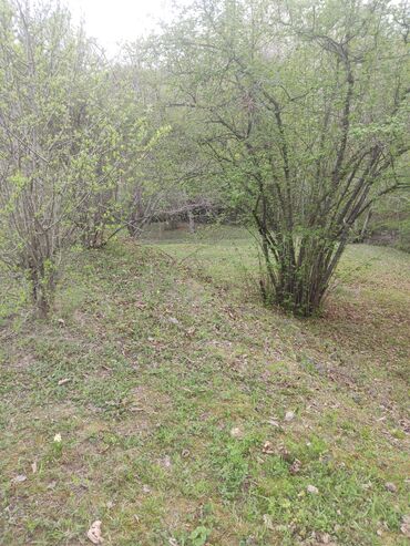 Torpaq sahələrinin satışı: Satılır: təbiət qoynunda yaşıllıqla əhatələnmiş torpaq sahəsi — 1