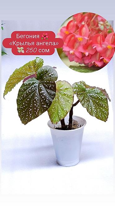 Хлорофитумы: Продаю комнатные растения, цветы . Пассифлора кализия розовая пантера — 4