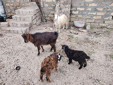 it xaltalari satisi: Ünvan novxanı Mariyana trenc arxası 2 ana iki bala bala ekiz qara — 6