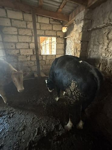 Inəklər, öküzlər: Satışa iri buynuzlu heyvanlar - Cins: qarışıq ətlik (fotoşəkillərdə — 2
