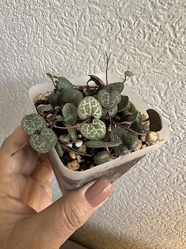 Другие комнатные растения: Укоренённые черенки растений от 150-300 сом — 1