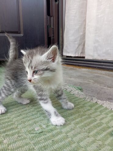 сибирский кот цена: Отдаю котят в добрые руки, все мальчики, мама сибирской породы