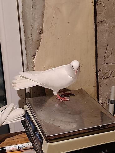 qus ucun qəfəs: 16-17tuk təmiz cilpaq ayaq aglar. biri erkey. biri mayadi. amma cut — 5
