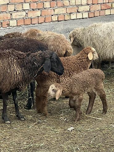 Другие животные: Асалоому алейкум 7 баш козулу кой бар козулар чон 7 баш бооз кой — 6