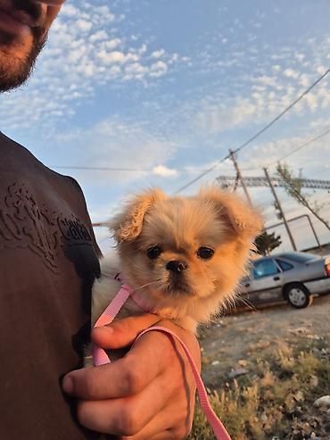 sirin it sekilleri: Pekines, 5 ay, Dişi, Peyvəndli — 3