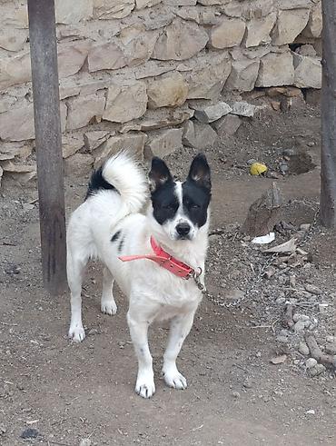 it satışı: Zvonok, Erkək, Ödənişli çatdırılma — 2
