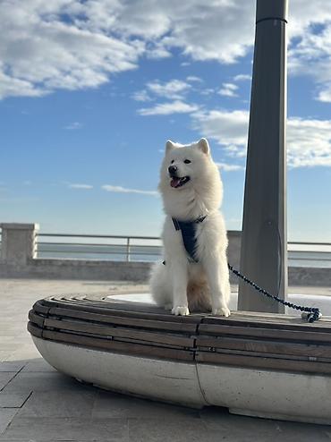 samoyed satılır: Samoyed, 1 il, Erkək, Cütləşmə üçün — 4