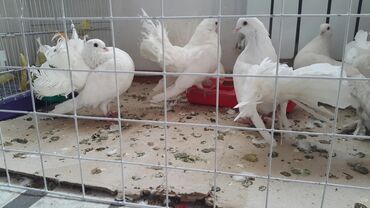 Птицы: Попугаи волнистые at lalafo.kg — 12 Птицы: Попугаи волнистые — 12