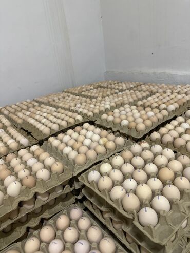 Молочные продукты и яйца: 120 сомдон с 3 жумуртка сатылат оптом at lalafo.kg Молочные продукты и яйца: 120 сомдон с 3 жумуртка сатылат оптом