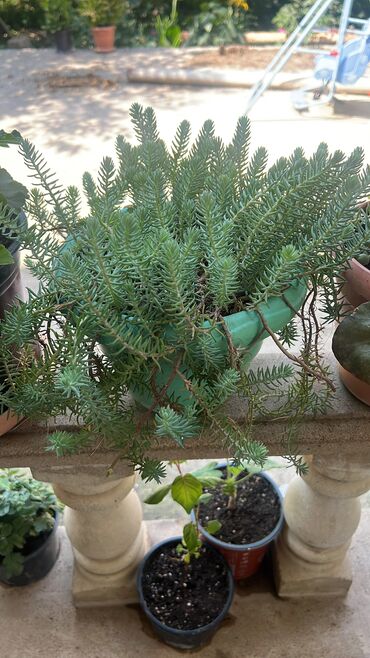 Otaq bitkiləri: Her biri ucuz kimete Gencededi catirma var size yaxin yere ancag — 20