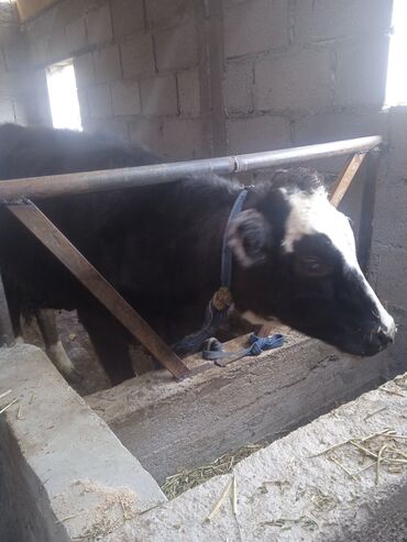 корм отход: Сатам | Музоо | Алатоолук | Көбөйтүү үчүн | Кысыр