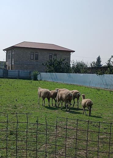 Qoyunlar, qoçlar: Damazlıq qaradolaq sortu şişəklər satılır biri həm bahalı həm də — 4