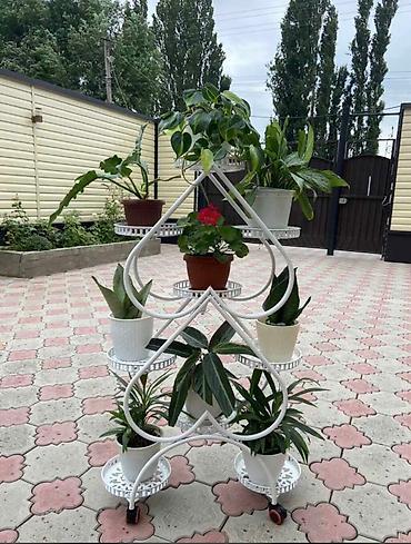 Комнатные растения: Продаю металлические стеллажи для цветов! В наличии 3вида по 10шт! — 2