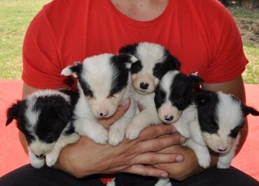 Psi: Štenci Border Collie oštenjeni 01. juna očišćeni od parazita više — 9