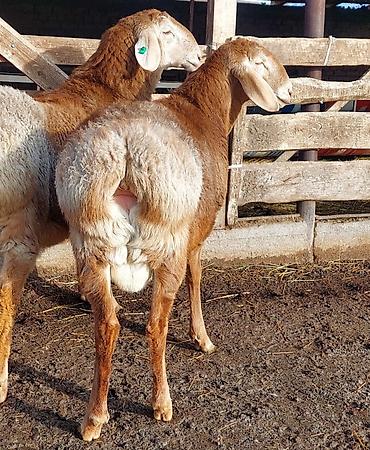 Баран, овца: Продаю | Ягненок, Баран (самец) | Для разведения | Племенные, Осеменитель — 2