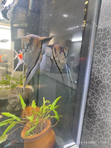 orandalar: Dördbucaq akvarium, Balıqlarla birlikdə, 77 l, Ünvandan götürmə — 2