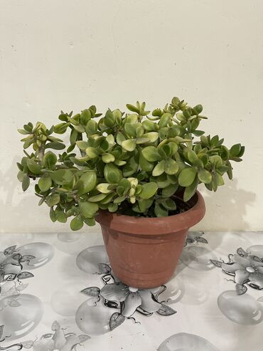 Otaq bitkiləri: Dibçək gülləri Çoxlu növdə dipcək gülləri var. Çatdırılma var — 12