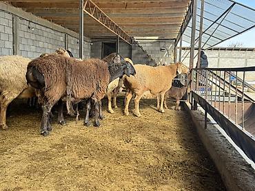 Баран, овца: Продаю | Овца (самка) | Для разведения | Матка at lalafo.kg — 3 Баран, овца: Продаю | Овца (самка) | Для разведения | Матка — 3