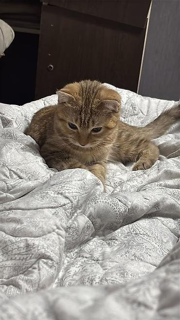 scotish fold: 🐾 Отдадим котёнка в добрые и заботливые руки ❤️ Котёнок очень добрый — 2