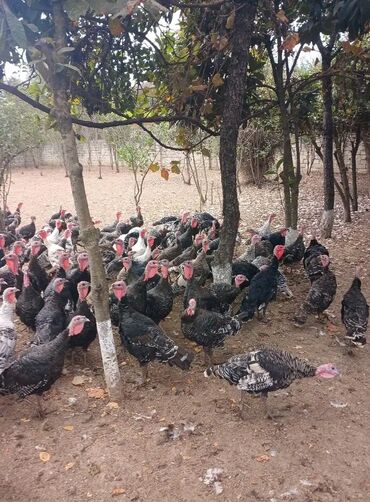 Digər quşlar: Hinduşqalar
Diri bir ədədi 12 manat
Yaşli adamam baxa bilmirəm