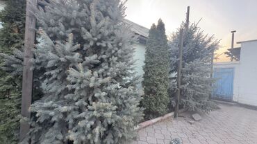 Декоративные деревья: Саженцы деревьев: Ели, Самовывоз — 4