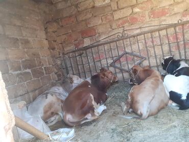 staffordshire bull terrier κουταβια v Azərbaycan | İTLƏR: İnəklər, camışlar