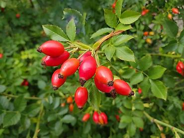 iran məhsullari: 🏞️ Şəki itburnusu. 

Çatdırılma var 🚍( Min: 2kg )

📞 Əlaqə: Vatsap — 1