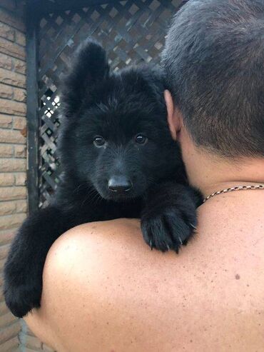 İtlər: Alman çoban iti, 2 ay, Erkek, Sənədli, Pulsuz çatdırılma — 25
