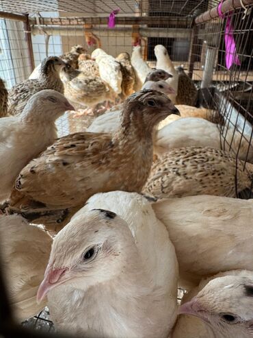 кукурузные хлопья: Продам петухов перепела