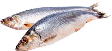 Мясо, рыба, птица: Замороженная Норвежская селедка - 225 сом/кг. Соленая Норвежская