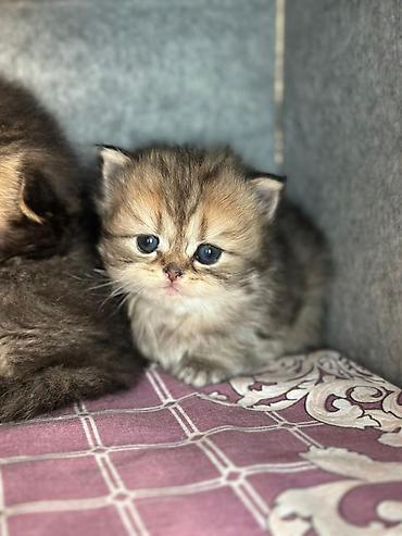 Pişiklər: Şotland — 6