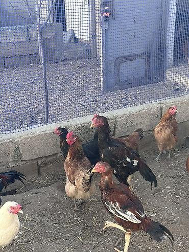 Xoruzlar: Xoruz, il: <1 — 9