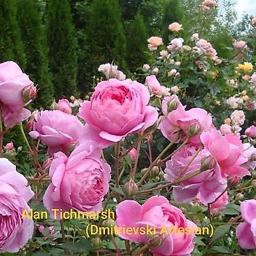 Другие садовые цветы и кустарники: Предлагаем саженцы роз разного возрастаплетистые,кустовые,цены — 3