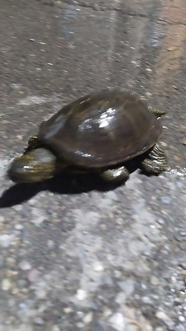 Akvariumlar: Tısbağa 🐢🐢🐢🐢🐢 ünvan, Bakı şəhəri, Nizami metrosu yaxınlığında -da lalafo.az — 12 Akvariumlar: Tısbağa 🐢🐢🐢🐢🐢 ünvan, Bakı şəhəri, Nizami metrosu yaxınlığında — 12