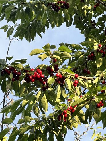 Продажа домов: Дом, 95 м², 4 комнаты, Собственник, Старый ремонт at lalafo.kg — 22 Продажа домов: Дом, 95 м², 4 комнаты, Собственник, Старый ремонт — 22