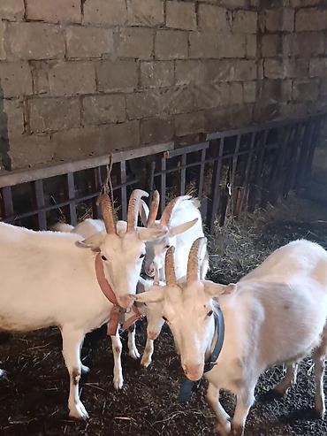 Keçilər, çəpişlər: Sani cinsi 4 baş keçi satılır istəyən real alıcıya endirim olacaq — 1