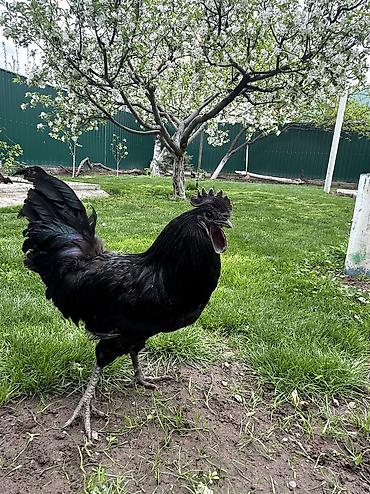 Куры, петухи: Продаю | Петух | Для разведения — 13