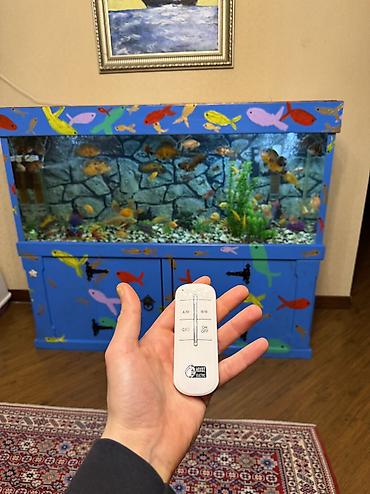 Akvariumlar: Продается аквариум 2 м с рыбами все вместе рыбы декор и — 7