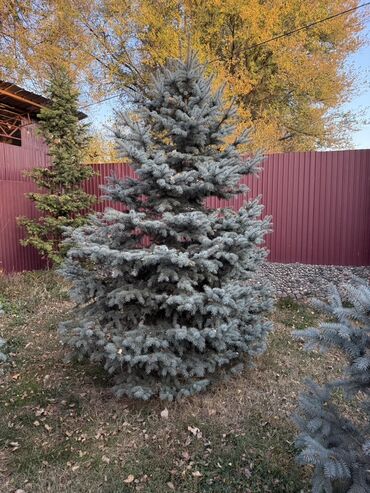 садовой инвентарь: Саженцы деревьев: Ели