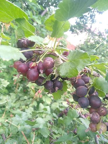 agac tingleri satilir: Qrijovnik tikansiz növü. tingin biri 4 m ünvan Tovuz bəzi yerlərə — 4