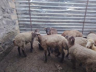 pişik yemi topdan: Salam təmiz Qurbanlıq 8 - 9 - aylıq ərkək quzulardır diri çəki satılır — 1