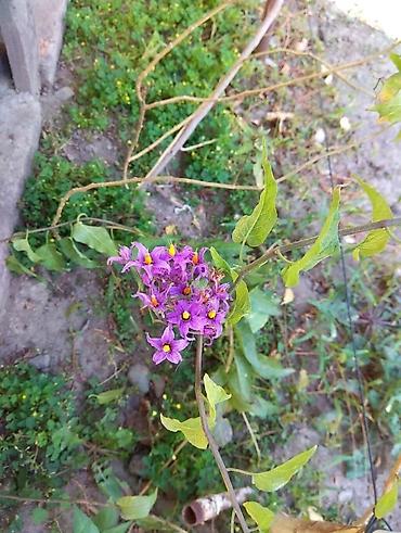 Сирень: Продаю саженцы. Сажать и пересаживать нижеперечисленное нужно весной — 6