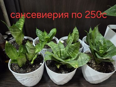 комнатные растении: Предлагаются растения сансевиерия в белых декоративных горшках. Эти
