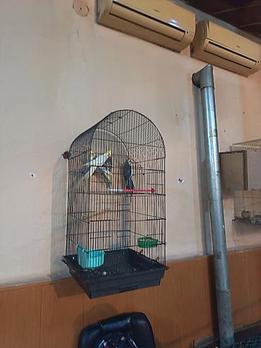 клетка для кореллы: Nimçəsən (Cockatiel) quşları və qəfəs komplekti - Növ: Nimçəsən — 1