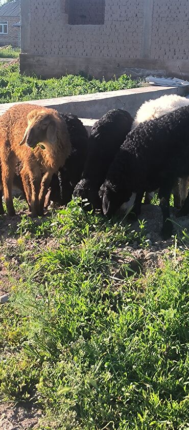 чешский коза: Куплю | Бараны, овцы | Самовывоз