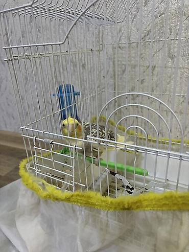 pekines ağ: Növ: Nimfa (Cockatiel) tutuquşusu Razilaşmayla Qefes quş bir yerde — 2