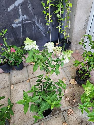 payiz dekoru: Ağ çiçəkləri olan panikulyar hortensiya (Hydrangea paniculata) – — 1