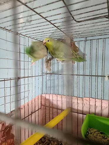 quş dami: Nerazluçnik ərkey dişi tam sağlam vatsap 055 840 28 10 unvan Yeni — 4