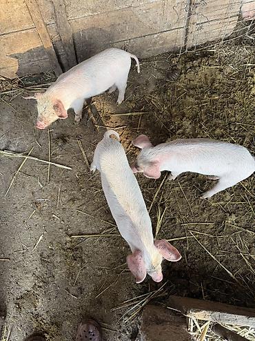 Продам с/х животных: Продаю | Поросенок | Крупная белая | Для разведения — 2