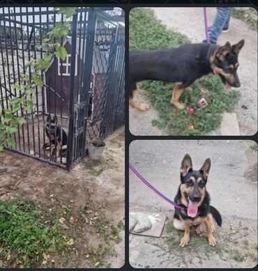 в добрые руки: 9 aylıq dişi.vaksinləri olunub.passportuda var.royal caninlə